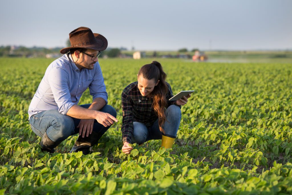 Two farmers squatting in soybean field and checking plant quality