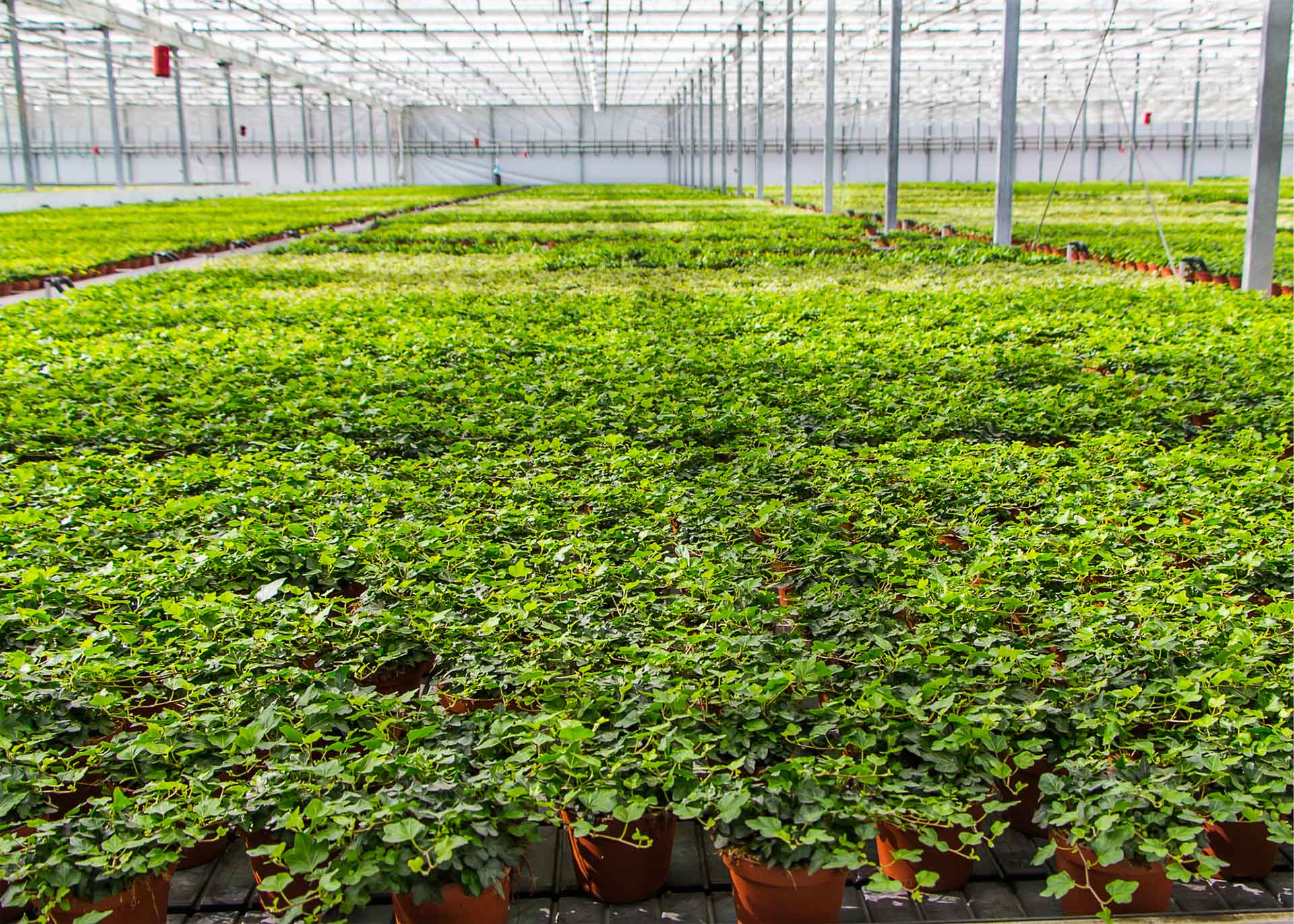 Boosting Performance with Digital Solutions in Horticulture